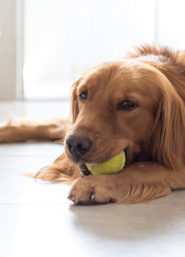 Find your new floors at My Flooring America